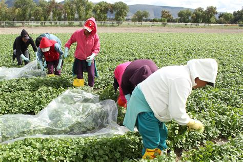 Mujeres dedicadas a la producción de palma camedor